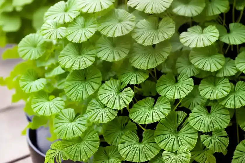 Adiantum aleuticum (maidenhair fern) — photo 3
