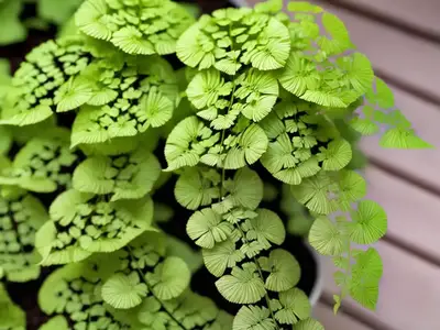 Adiantum Aleuticum (Maidenhair Fern)