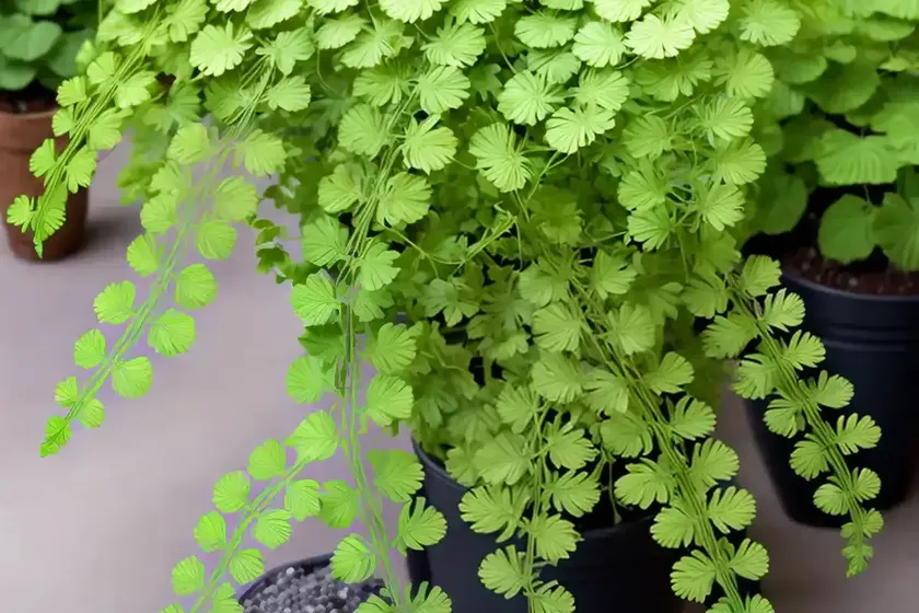 Adiantum capillus-veneris (southern maidenhair fern) — photo 2