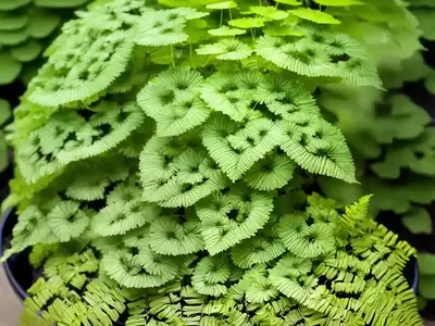 Adiantum Capillus-veneris (Southern Maidenhair Fern)