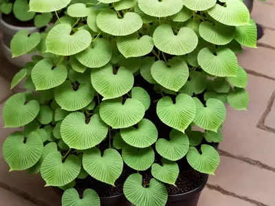 Adiantum Jordanii (California Maidenhair)