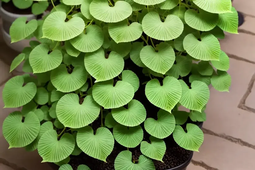 Adiantum Jordanii (California Maidenhair)