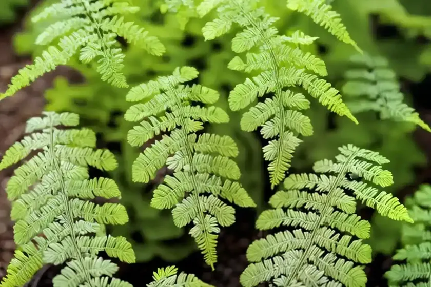 Adiantum pedatum (northern maidenhair fern) — photo 3