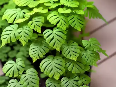 Adiantum Pedatum (Northern Maidenhair Fern)