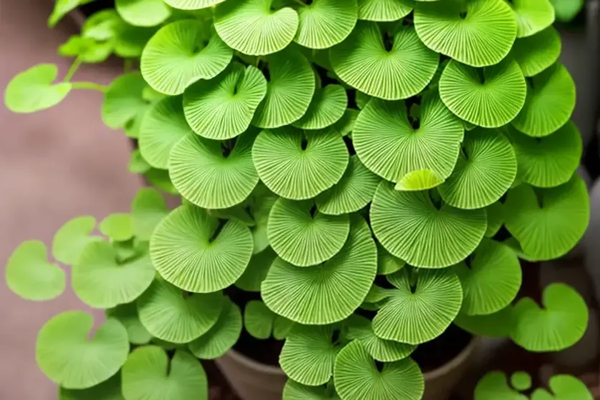 Adiantum Raddianum (Delta Maidenhair) — photo 2
