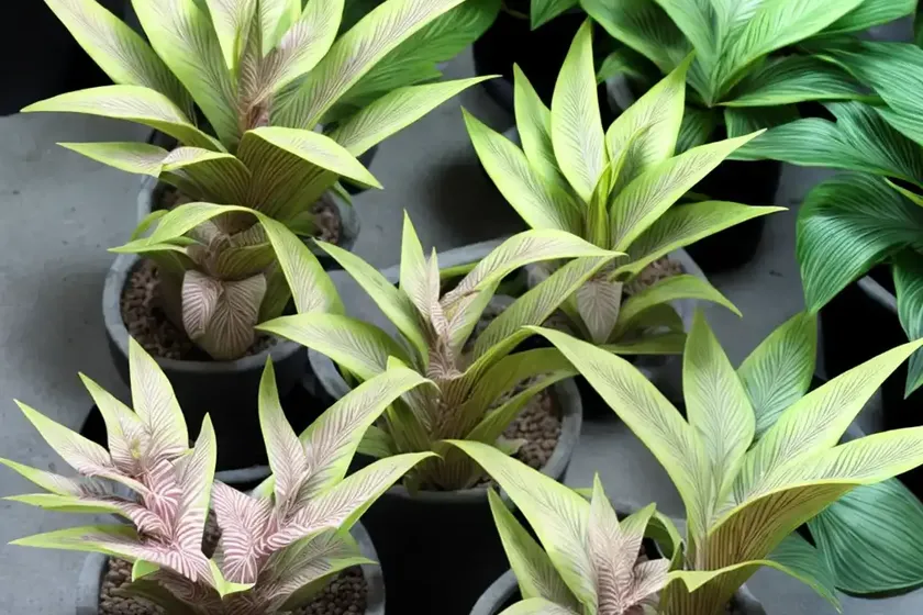 Aechmea fendleri (aechmea fendleri) — photo 2