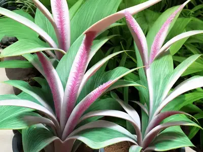 Aechmea Fendleri (Aechmea Fendleri)