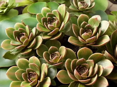 Aeonium Arboreum)