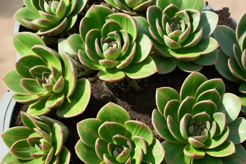 Aeonium barbatum (aeonium x hybridum) — photo 2