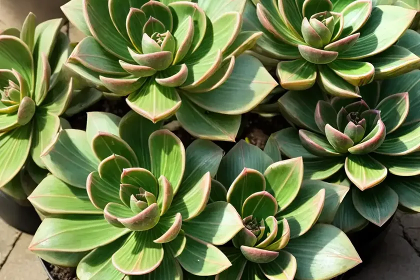 Aeonium barbatum (aeonium x hybridum) — photo 3
