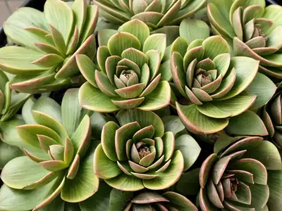 Aeonium Barbatum (Aeonium X Hybridum)