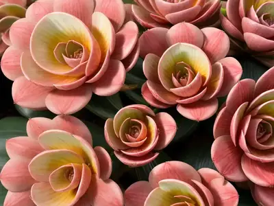 Aeonium ‘Blushing Beauty’)