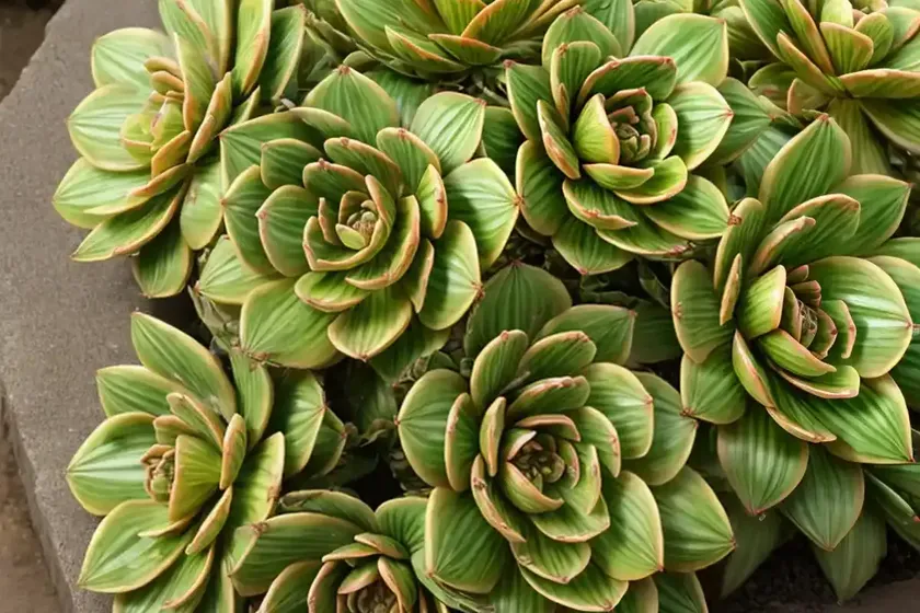 Aeonium canariense (canary island aeonium) — photo 2