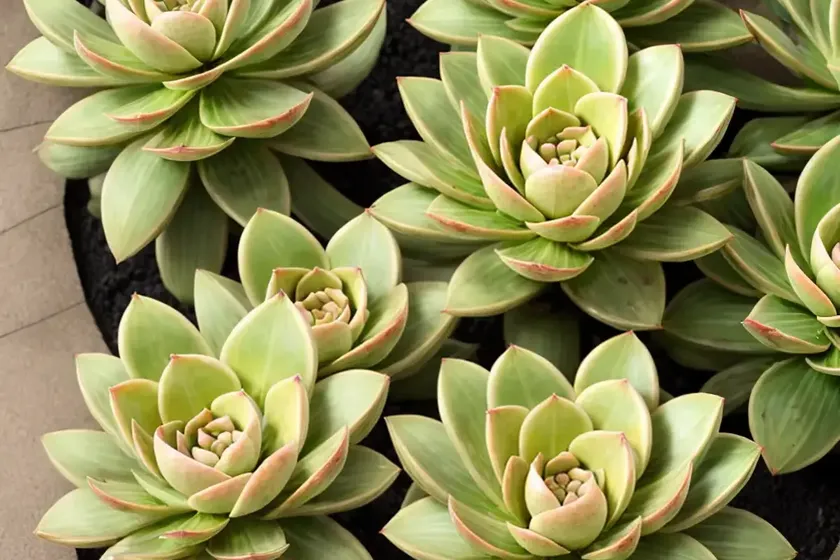 Aeonium canariense (canary island aeonium) — photo 3