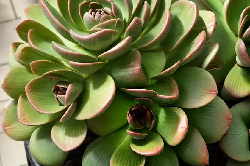 Aeonium ‘cyclops’) — photo 3