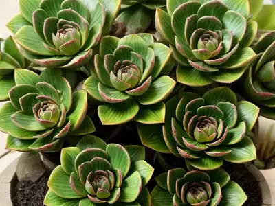 Aeonium ‘Cyclops’)