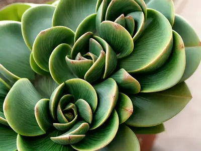 Aeonium Decorum (Green Pinwheel)