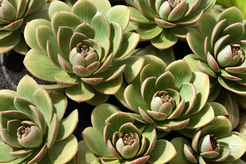 Aeonium glutinosum (aeonium glutinosum) — photo 3