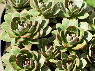 Aeonium Glutinosum (Aeonium Glutinosum)