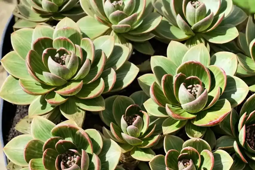 Aeonium glutinosum (aeonium glutinosum)