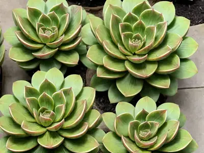 Aeonium Haworthii ‘Kiwi’)