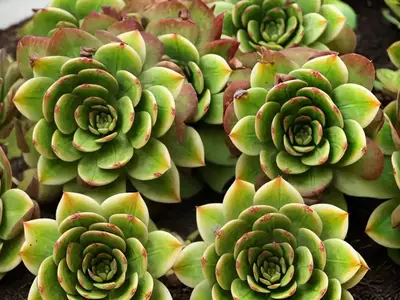 Aeonium ‘Jack Catlin’)