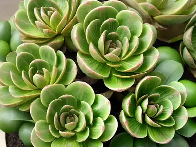 Aeonium Kiwi (‘�Aeonium Haworthii ‘Kiwi’)