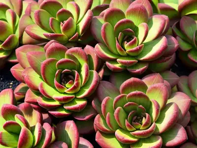 Aeonium ‘Mardi Gras’)