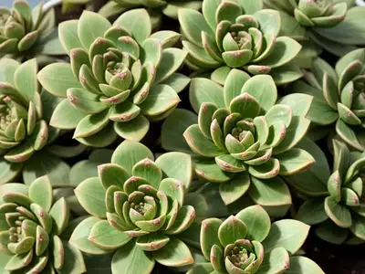 Aeonium Simsii (Aeonium Simsii)