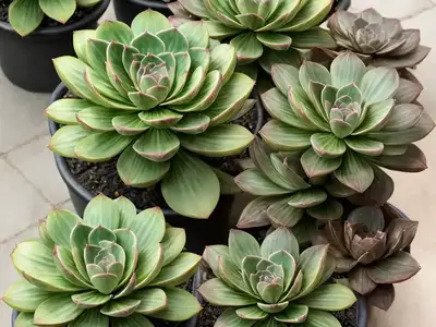 Aeonium ‘Sunburst’)