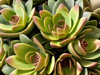 Aeonium Suncup (Aeonium Castello-paivae)