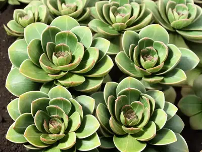 Aeonium Tabuliforme (Aeonium Tabuliforme)