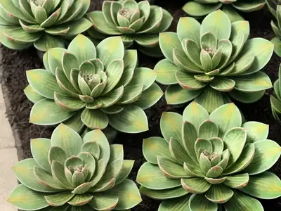 Aeonium Tabuliforme (Flat-Topped Aeonium)