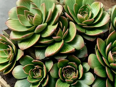 Aeonium Volkeri (Aeonium Volkeri)