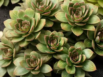 Aeonium ‘Zwartkop’)