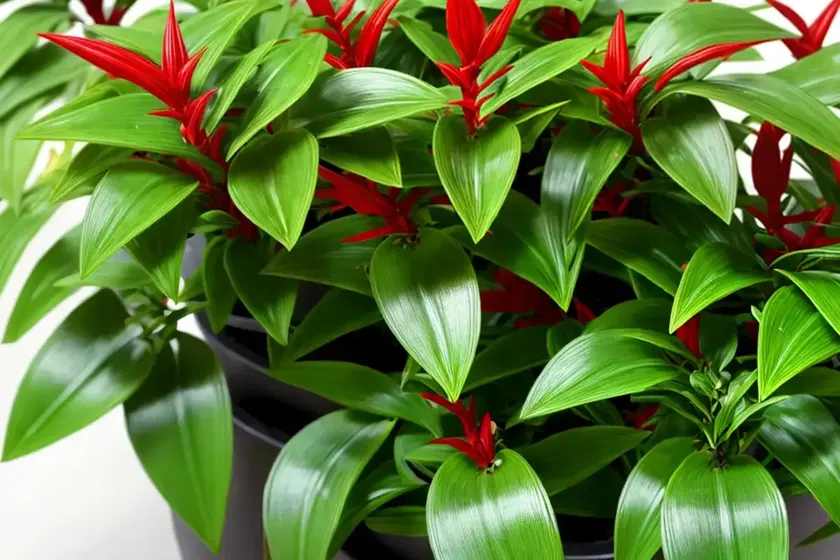 Aeschynanthus japhrolepis (aeschynanthus ‘japhrolepis’) — photo 2