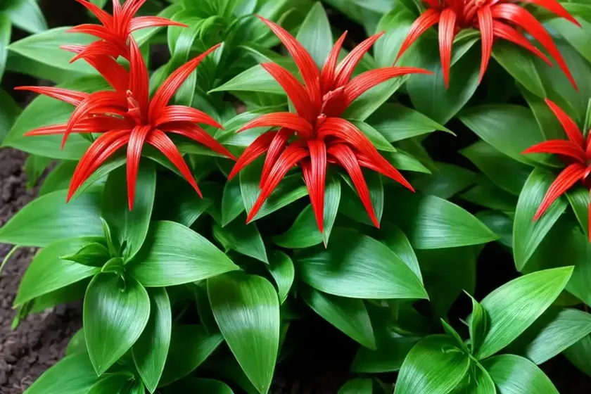 Aeschynanthus japhrolepis (aeschynanthus ‘japhrolepis’) — photo 3
