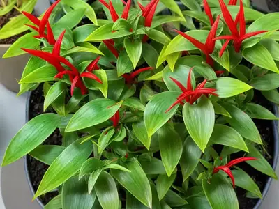 Aeschynanthus Japhrolepis (Aeschynanthus ‘Japhrolepis’)