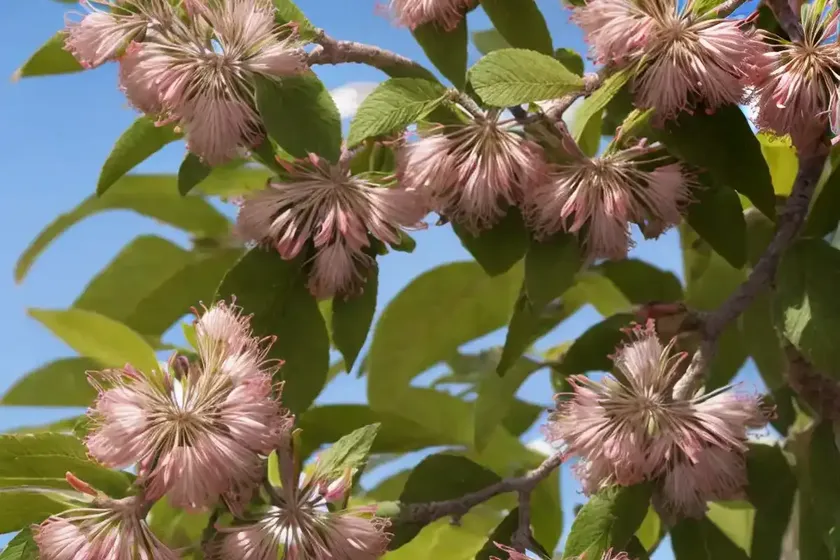Aesculus californica (california buckeye) — photo 2