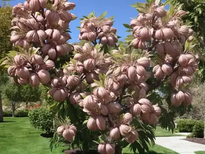 Aesculus Californica (California Buckeye)