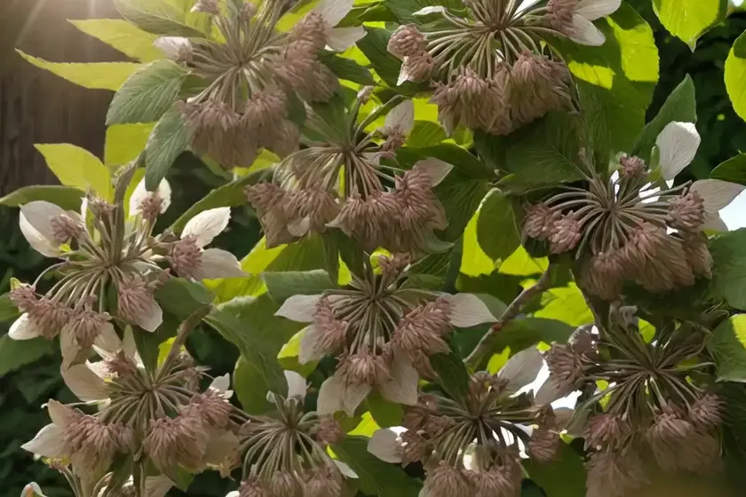 Aesculus glabra (ohio buckeye) — photo 2