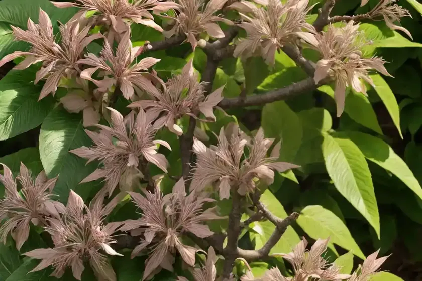 Aesculus glabra (ohio buckeye) — photo 3