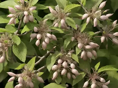 Aesculus Glabra (Ohio Buckeye)