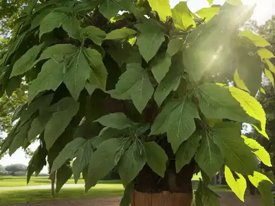 Aesculus Hippocastanum (Horse Chestnut)