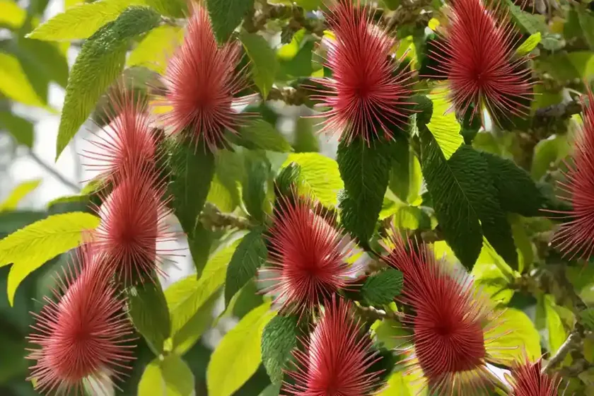 Aesculus parviflora (bottlebrush buckeye) — photo 2