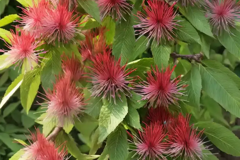 Aesculus parviflora (bottlebrush buckeye) — photo 3