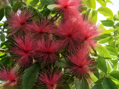 Aesculus Parviflora (Bottlebrush Buckeye)