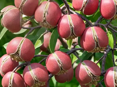 Aesculus X Neglecta ‘Erythroblastos’ (Painted Buckeye)
