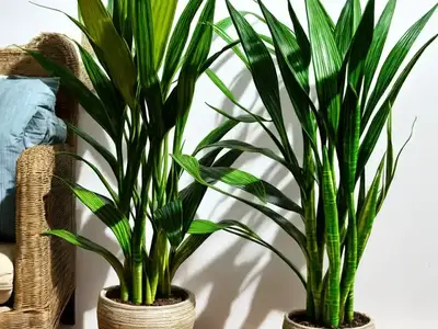 African Bowstring-hemp (Sansevieria Hyacinthoides)