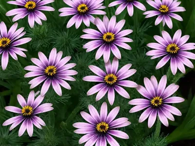 African Daisy (Arctotis X Hybrida)